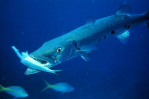 Big barracuda: močna in zelo nevarna